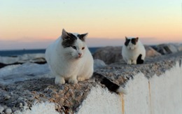 Tây Ban Nha: Muốn cho mèo hoang ăn phải xin giấy phép