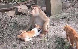 Ảnh vui 2-4: Tôn Ngộ Không cũng xin bái phục 'Tôn Ngộ Ha'