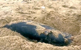 Cá voi liên tục dạt vào bờ biển Đồng Hới, ngư dân lo sự cố trên biển