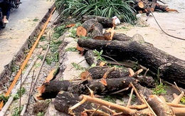 TP.HCM đã xử lý nghiêm nhiều nhà thầu thi công vỉa hè không đúng quy trình, ảnh hưởng cây xanh