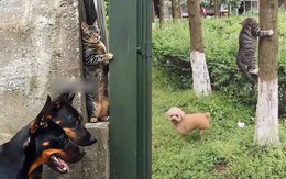 Mèo nín thở khi bị chó tìm