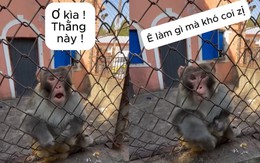 Chú khỉ tức tối khi bị trêu ngươi