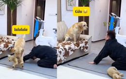 Chú chó thừa nước đục thả câu siêu hài