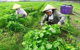 Nông sản Việt: Bao giờ được cởi trói khỏi giá phân bón