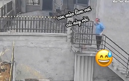 Mèo ngơ ngác khi bị bà chủ đổ thừa làm vỡ kính