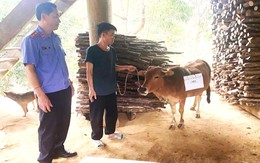 Tranh chấp bò thả rông, đưa đi xét nghiệm ADN, chi phí cao hơn tiền mua bò