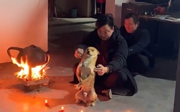 Chú chó ngồi im cho sen giải huyệt