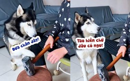 Husky tỉnh đòn khi sen giỡn mặt