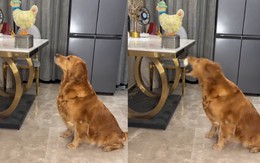 Chiếc máy cho thức ăn siêu độc lạ