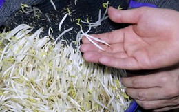 Sữa giả, giá độc và còn gì nữa?