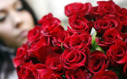 Giải mã gene, bất ngờ phát hiện hoa hồng đỏ vốn... màu vàng