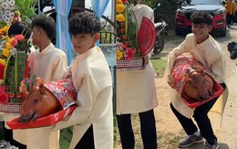 Phù rể bê heo quay còng lưng khi làm lễ nạp tài