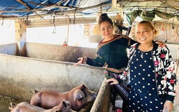 Sao Việt vỡ nợ: Người bán hàng online, kẻ nuôi heo trồng rau