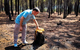 Bất lực nhìn rừng thông bị 'xẻ thịt' trong dự án sân golf của FLC