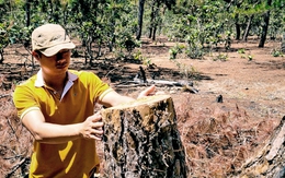 Thông trong dự án sân golf bị chặt phá, trách nhiệm thuộc Tập đoàn FLC?