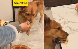 Chú chó lém lỉnh trả đũa cậu chủ