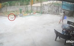 Chú chó hú hồn khi cô chủ cụng đầu vào cột sắt