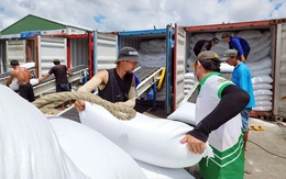 Đại gia gạo An Giang gặp 'biến': Công ty tê liệt, tiền gần như về 0, CEO bị miễn nhiệm