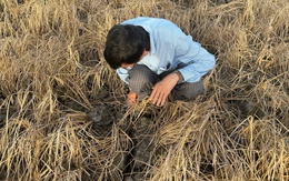 Vụ lúa chết gần cao tốc Cần Thơ - Cà Mau: Thiệt hại gần 1 tỉ đồng