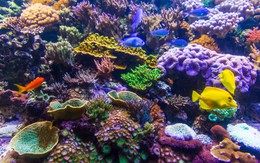 Biến cố tồi tệ nhất lịch sử: Còn chưa tới 20% rạn san hô trên thế giới có màu sắc