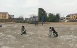 Chú chó đạp xe siêu đỉnh