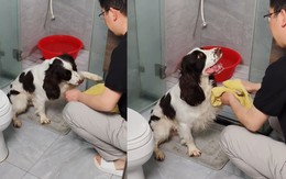 Chú chó thông minh biết rửa chân sau khi đi chơi về