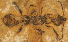 Khối đá tiết lộ loài 'kiến địa ngục' cổ nhất hành tinh