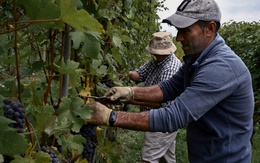 Nhiều loại rượu vang châu Âu nhiễm ‘hóa chất vĩnh cửu TFA’ ở mức báo động