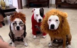 3 chú chó chơi trò hóa trang