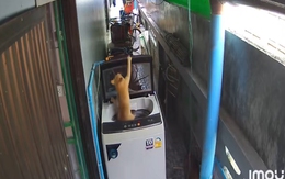 Những tai nạn khó đỡ của các chú mèo