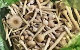 Nhiều người ở Phú Quốc phải cấp cứu sau khi ăn nấm lạ