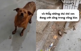 Chó mẹ tìm người cứu con bị đuối nước