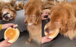 Những chú chó hài hước