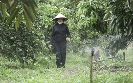 Nông dân phòng hạn từ sớm, giảm thiểu thiệt hại