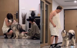 Chú chó nổi cáu khi phát hiện biểu cậu chủ troll