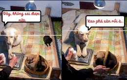 Chó mẹ cay cú khi bị sen lừa bắt hết con