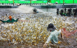 Cà Mau và Bạc Liêu mà về 'chung một nhà' sẽ là thủ phủ tôm, cua dẫn đầu cả nước