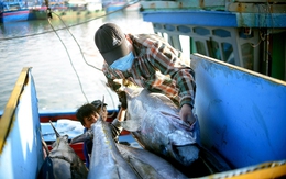Thủy sản Việt Nam 'đứng ngồi không yên' khi Mỹ áp thuế các nước