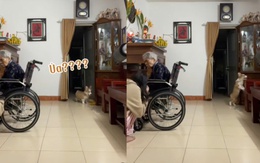 Chú chó ngơ ngác tìm cô chủ siêu đáng yêu