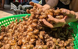 Xác ve sầu giá 2 triệu đồng/kg, dân đổ xô đi nhặt