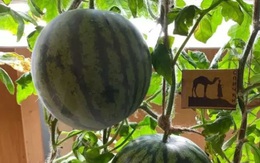 Dưa hấu, loại trái cây quen thuộc nhưng rất nhiều lợi ích
