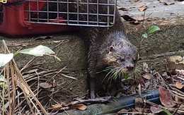 Được thả về rừng xanh, rái cá vật chứng trong vụ án đã nhanh nhẹn đi kiếm ăn