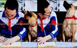 Chú chó nhìn bài trộm còn tỏ ra cao thượng