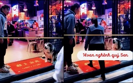 Chú chó làm nhân viên lễ tân chuyên nghiệp