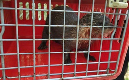 Lãnh án vì nuôi rái cá quý hiếm làm thú cưng rồi mang bán