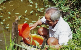 Thiếu nước, nhiều hộ dân ở U Minh Hạ phải xài nước ao đìa