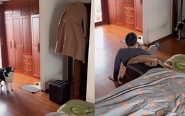 Chú chó 'giả nai' không thấy ông chủ trốn trên cánh cửa