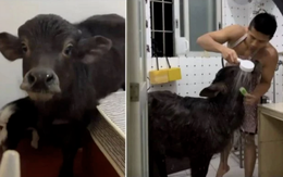 Nuôi nghé trong căn hộ, gọi thú cưng là 'Vua Quỷ Khổng Lồ'
