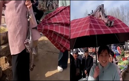 Sáng sớm đi chợ bị trộm mất con gà