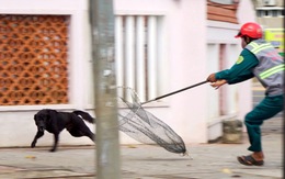 Chó thả rông nghi mắc bệnh dại cắn nhiều người ở Vũng Tàu